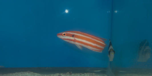 Neopercularis Hogfish | Bodianus Neopercularis