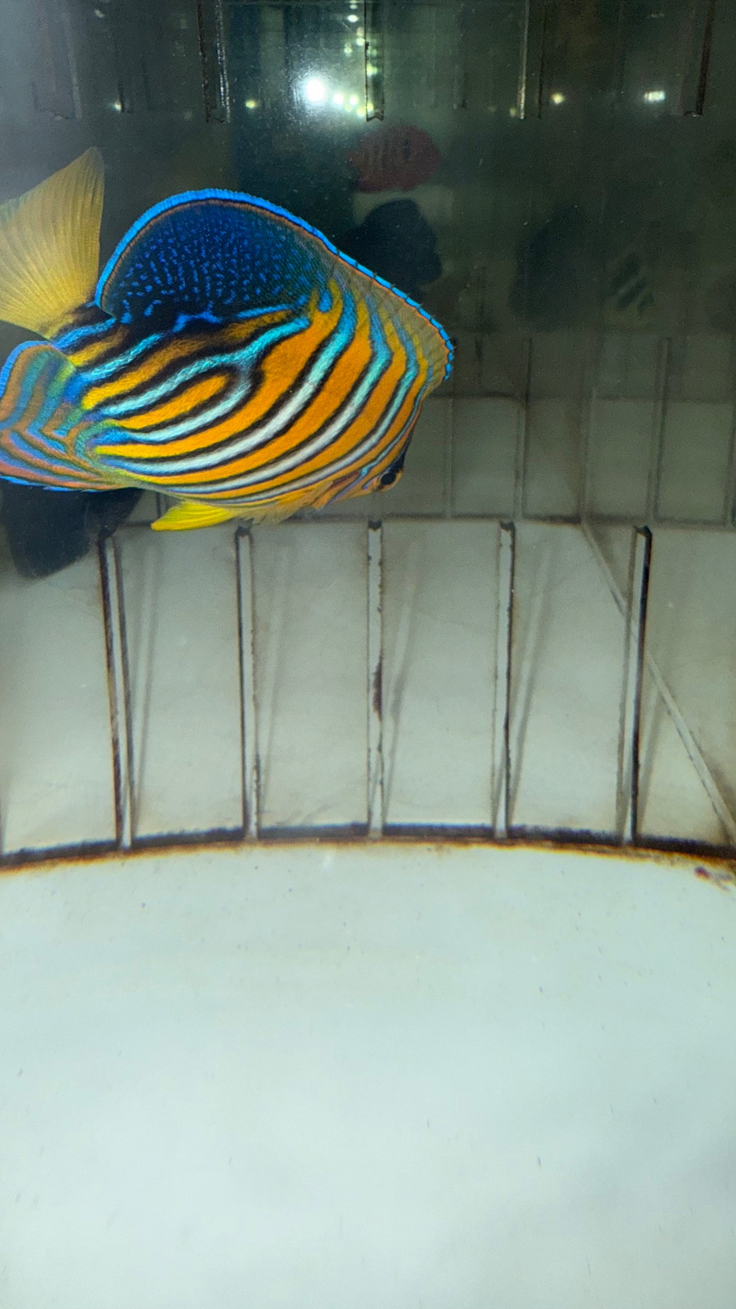 Maldives Regal Angel (3 inch misbar) WYSIWYG