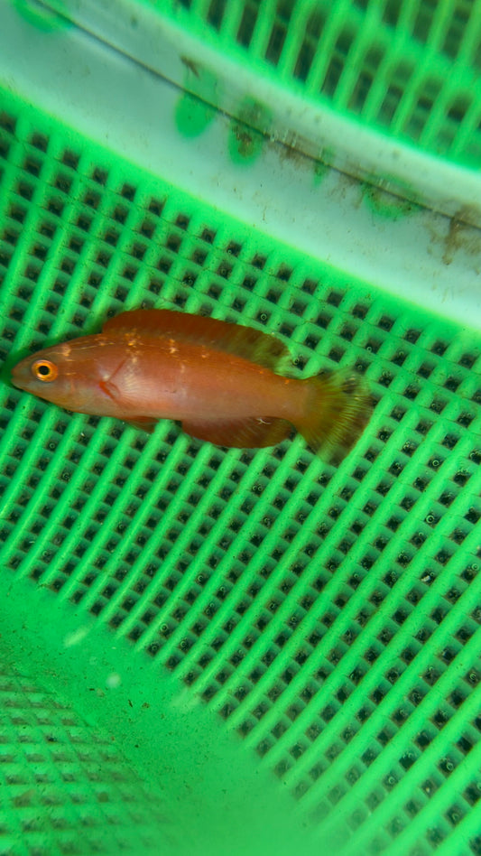 Magma Wrasse (Cirrhilabrus sp)-Newly discovered wrasse (3" male)