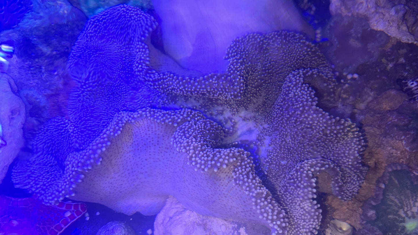 Carpet Anemone-(12”)Purple Haddoni