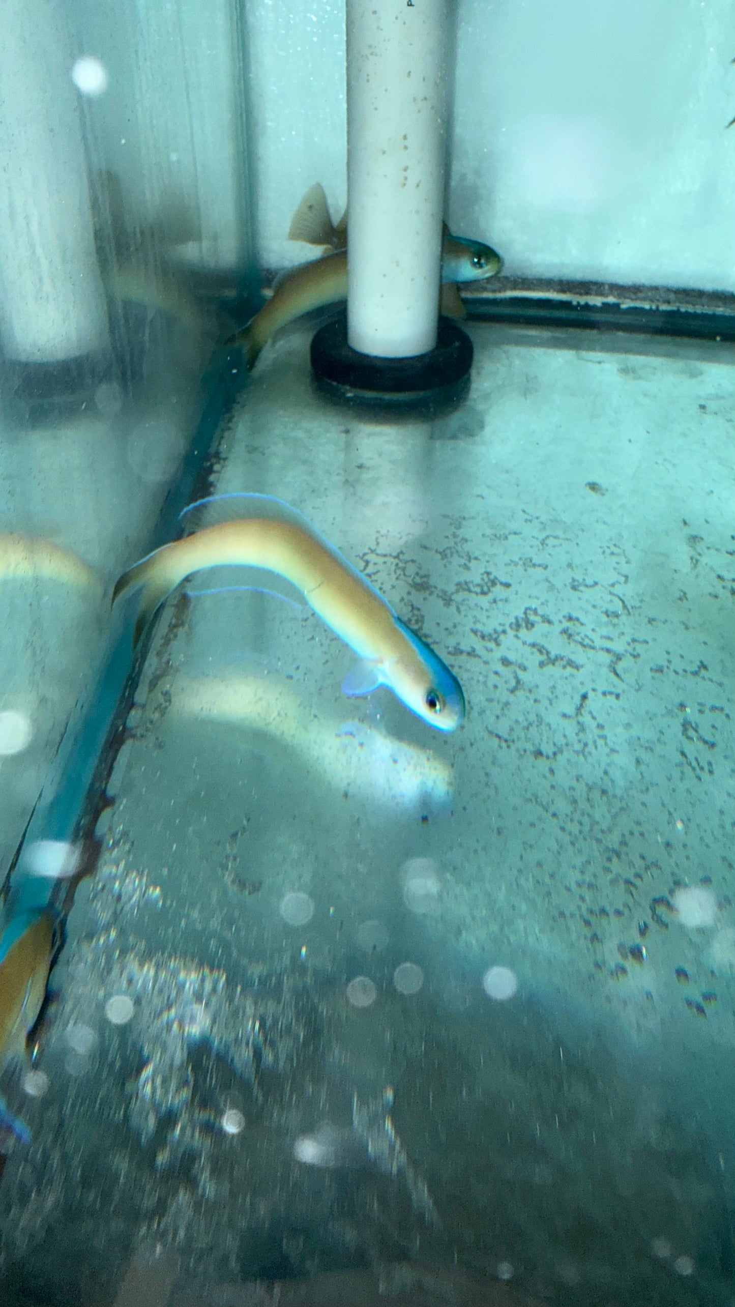Dusky Tilefish-Hoplolatilus cuniculus