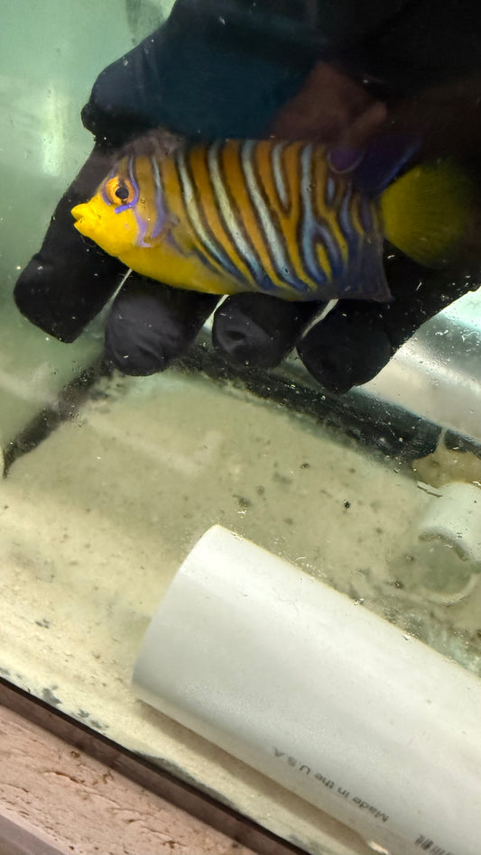 Maldives Regal Angel (3 inch misbar) WYSIWYG