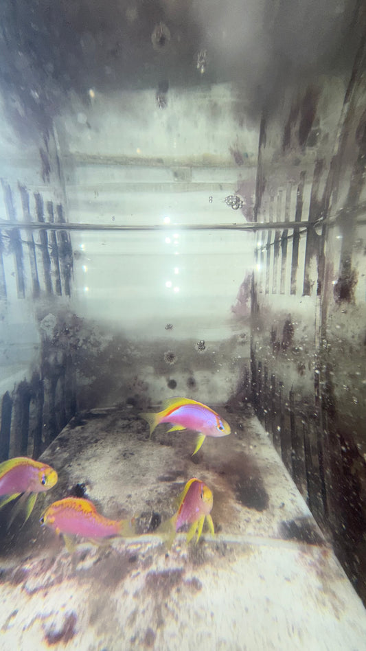 Ventralis Anthias-quad