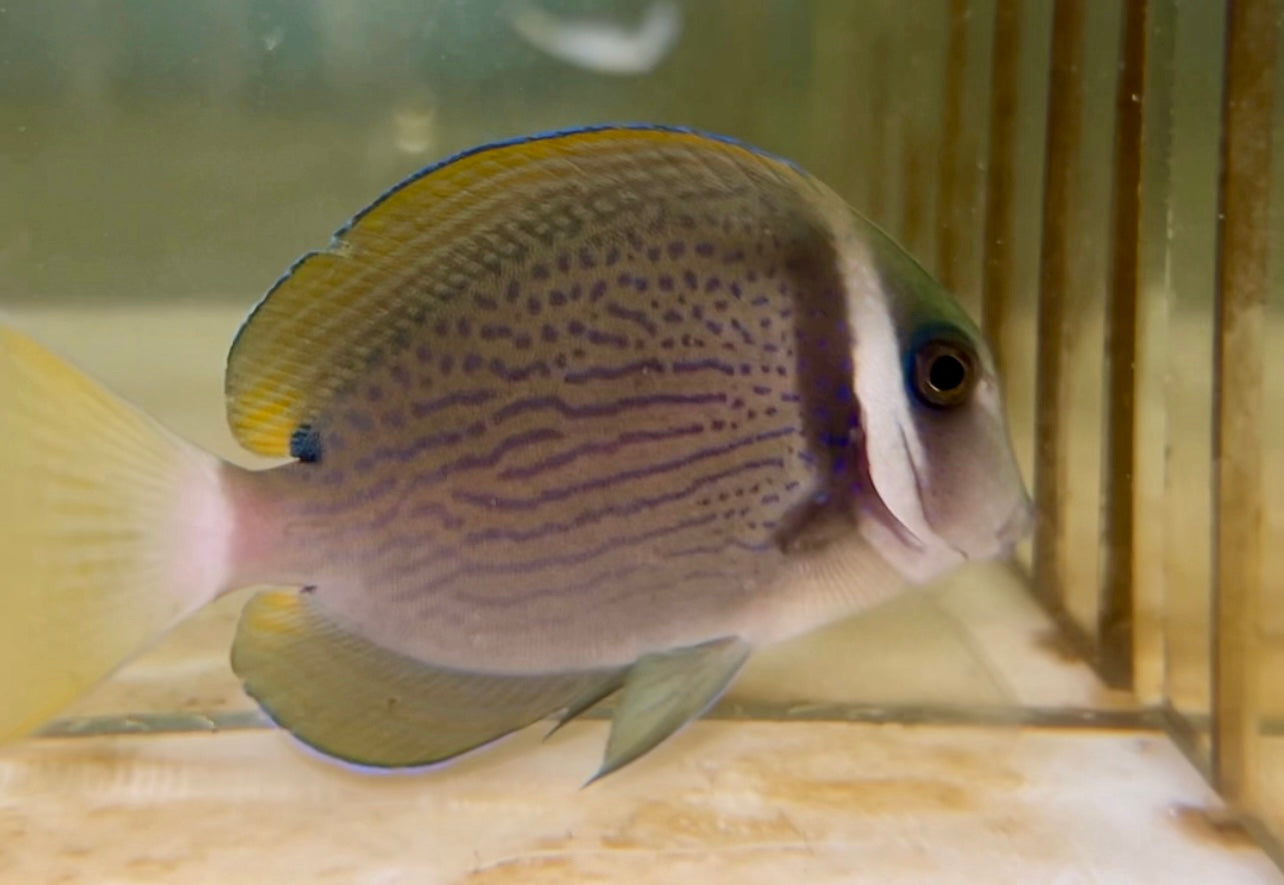 White Bar Surgeonfish (4")