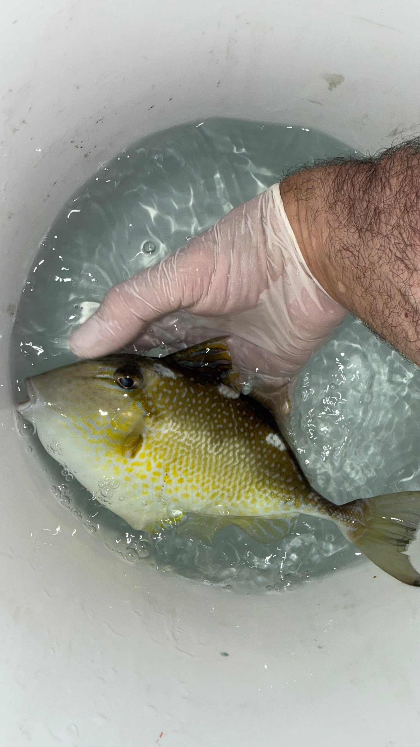 Yellow Spot (Starry) Trigger Fish | Abalistes stellatus (10-12")