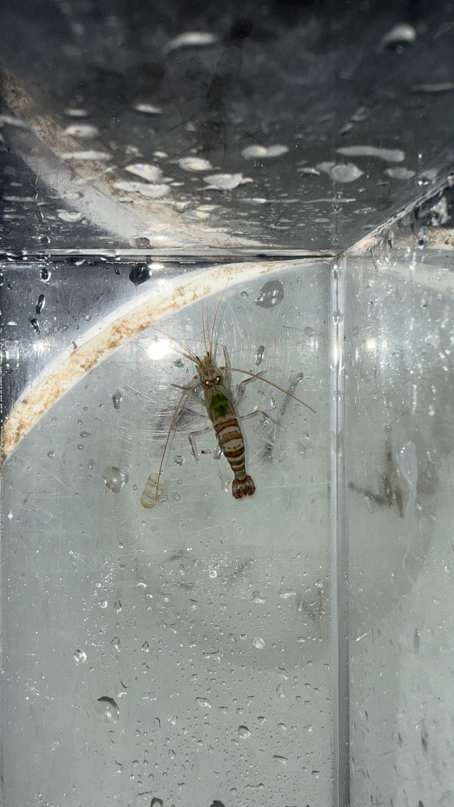 Kuekenthal’s Cleaner Shrimp (Lysmata kuekenthali)