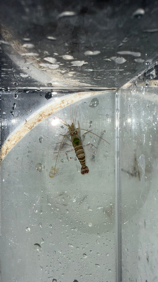 Kuekenthal’s Cleaner Shrimp (Lysmata kuekenthali)