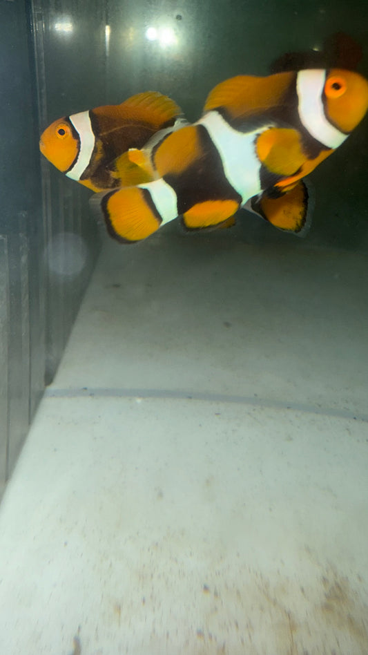 True Percula Clownfish-super black pair (WYSIWYG #5)