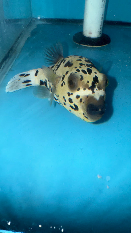 Dalmation (speckled) Dog Face Puffer (4")-#2