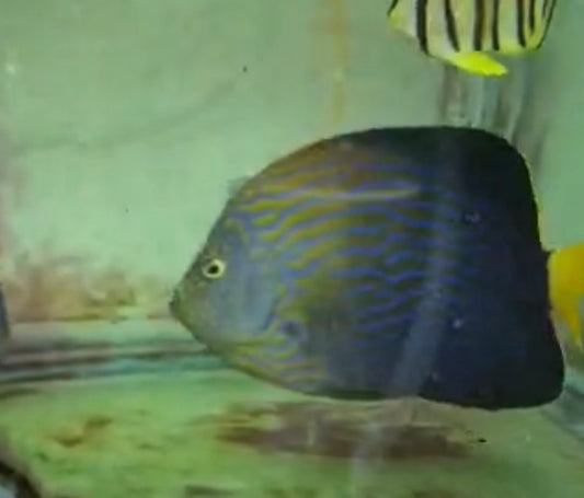 Maze (orange face) Angel (Chaetodontoplus Chrysocephalus) 6-7” #1