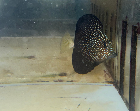 Gem Tang (1.5” WYSIWYG) | Zebrasoma gemmatum