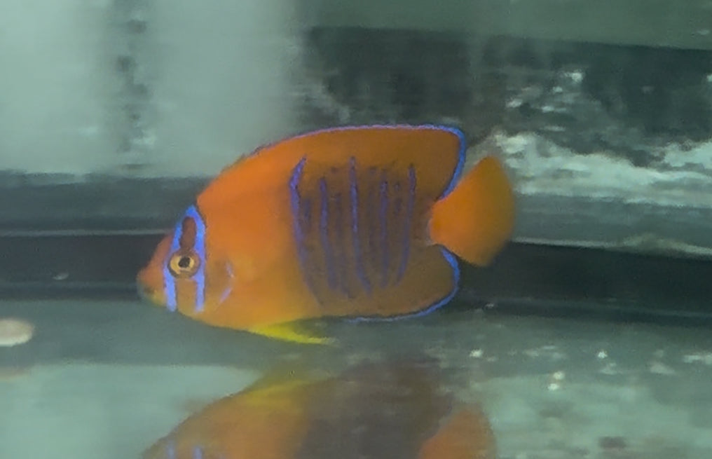 Clarion Angel | Holacanthus clarionensis (3-4" CB)