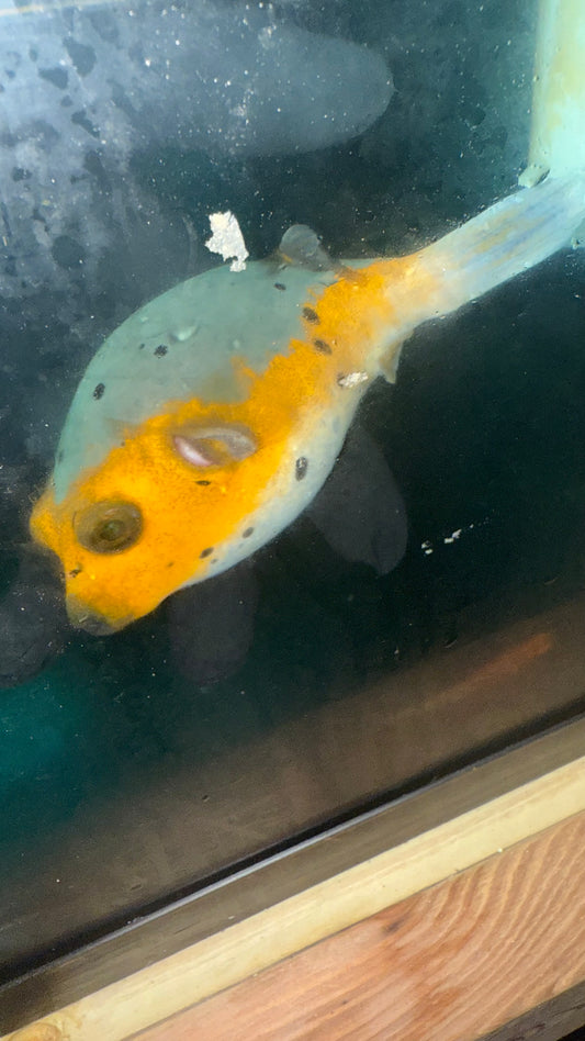 Dog Face Puffer-Tricolor (5")