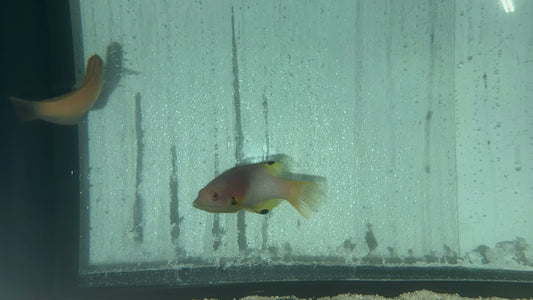 Axilspot Hogfish|Bodianus Axillaris (4”)