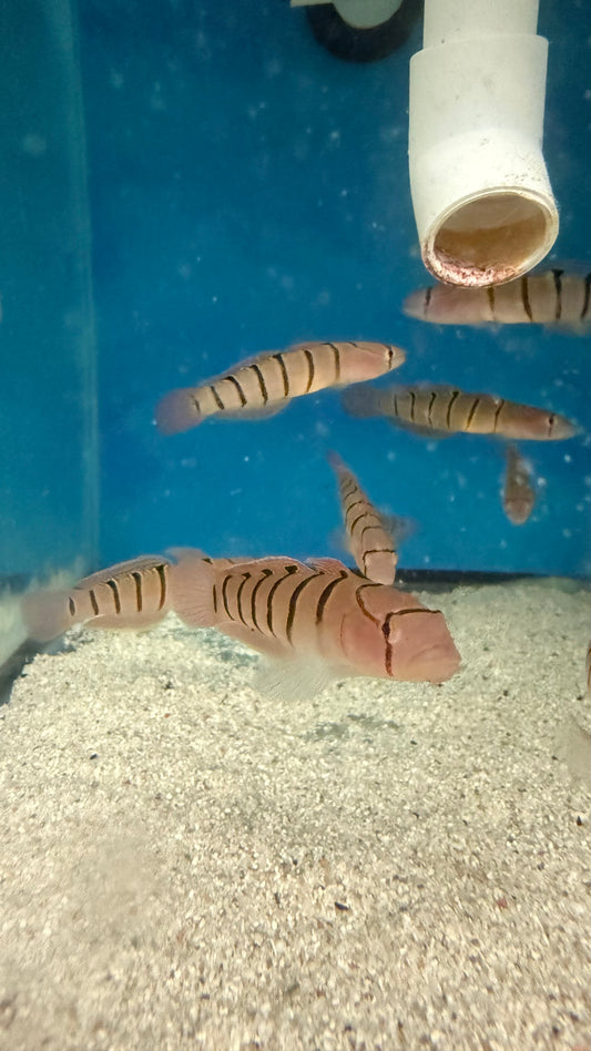 Serpentine Goby (Pterogobius elapoides)-3"