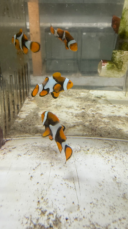 True Percula Clownfish Pair super black WYSIWYG- #2