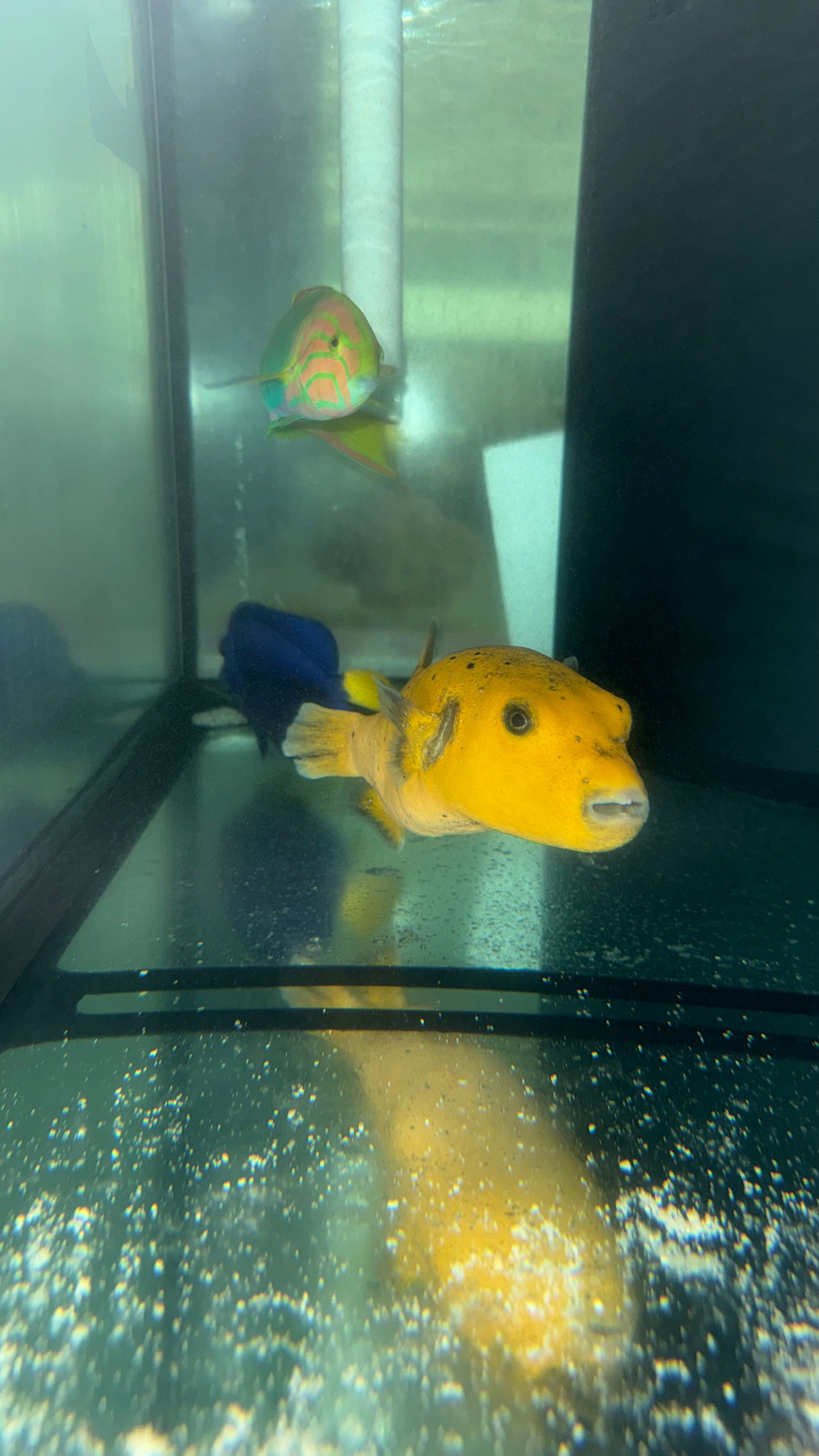Golden Puffer fish 10” WYSIWYG