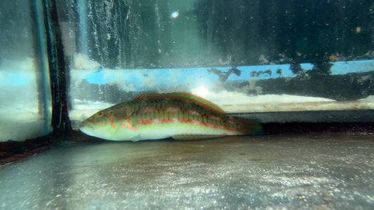 Surge Wrasse--4-6" male