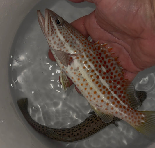 Areolate Grouper (Epinephelus areolatus)