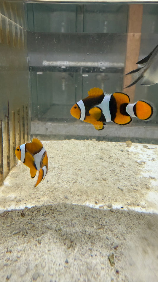 True Percula Clownfish-super black pair 2 WYSIWYG