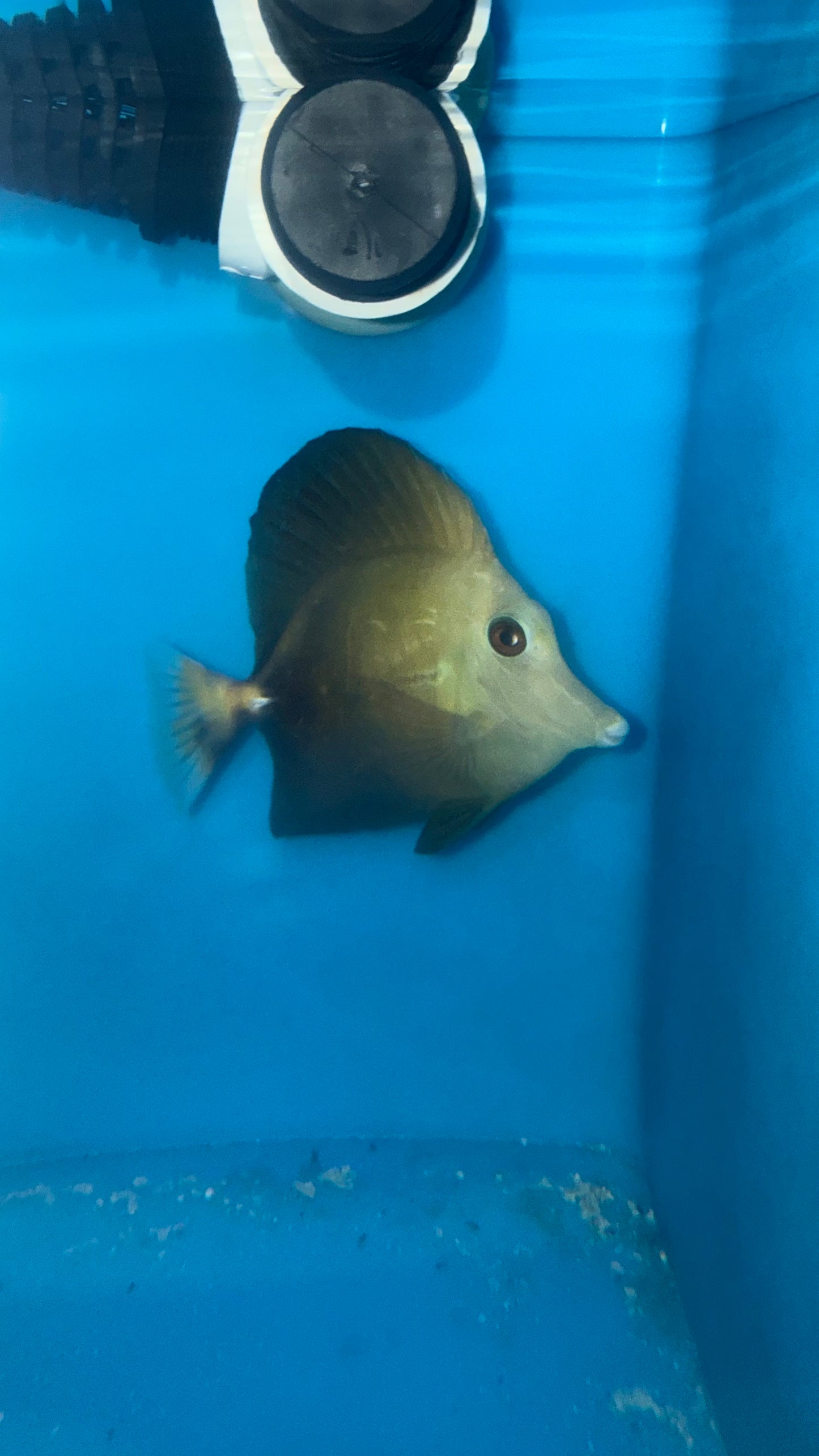 Koi Scopas Tang (yellow tail) WYSIWYG #5