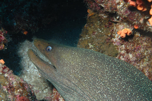 Mexican Finespotted Eel | Gymnothorax dovii