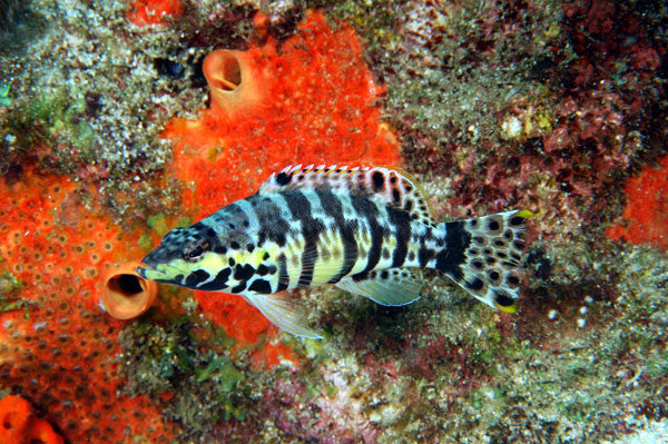 Harlequin Seabass