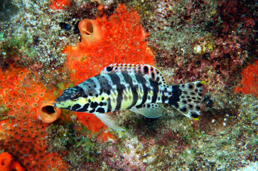 Harlequin Seabass