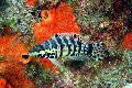Harlequin Seabass