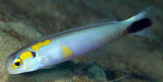 Yellow Spotted Tilefish (Hoplolatilus fourmanoiri)