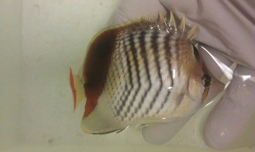 Chaetodon Paucifasciatus (Red Sea Pearlscale Butterfly)