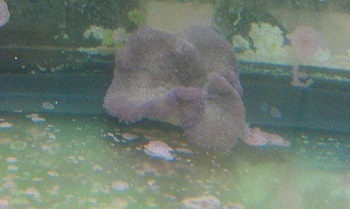 Carpet Anemone-Purple (4-6")