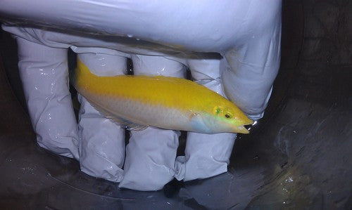 Yellow & Purple Wrasse (Halichoeres leucoxanthus)