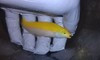 Yellow & Purple Wrasse (Halichoeres leucoxanthus)