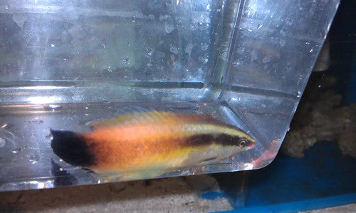 Golden Hawaiian Cleaner Wrasse