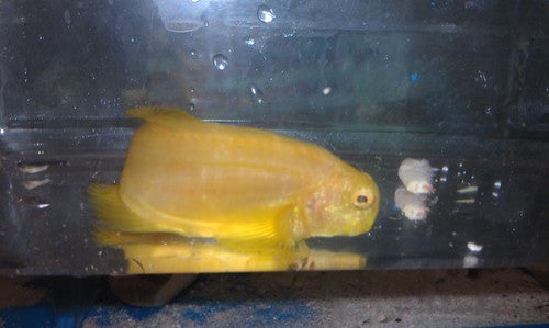 Yellow Sailfin Blenny Tonga(Atrosalarias fuscus)