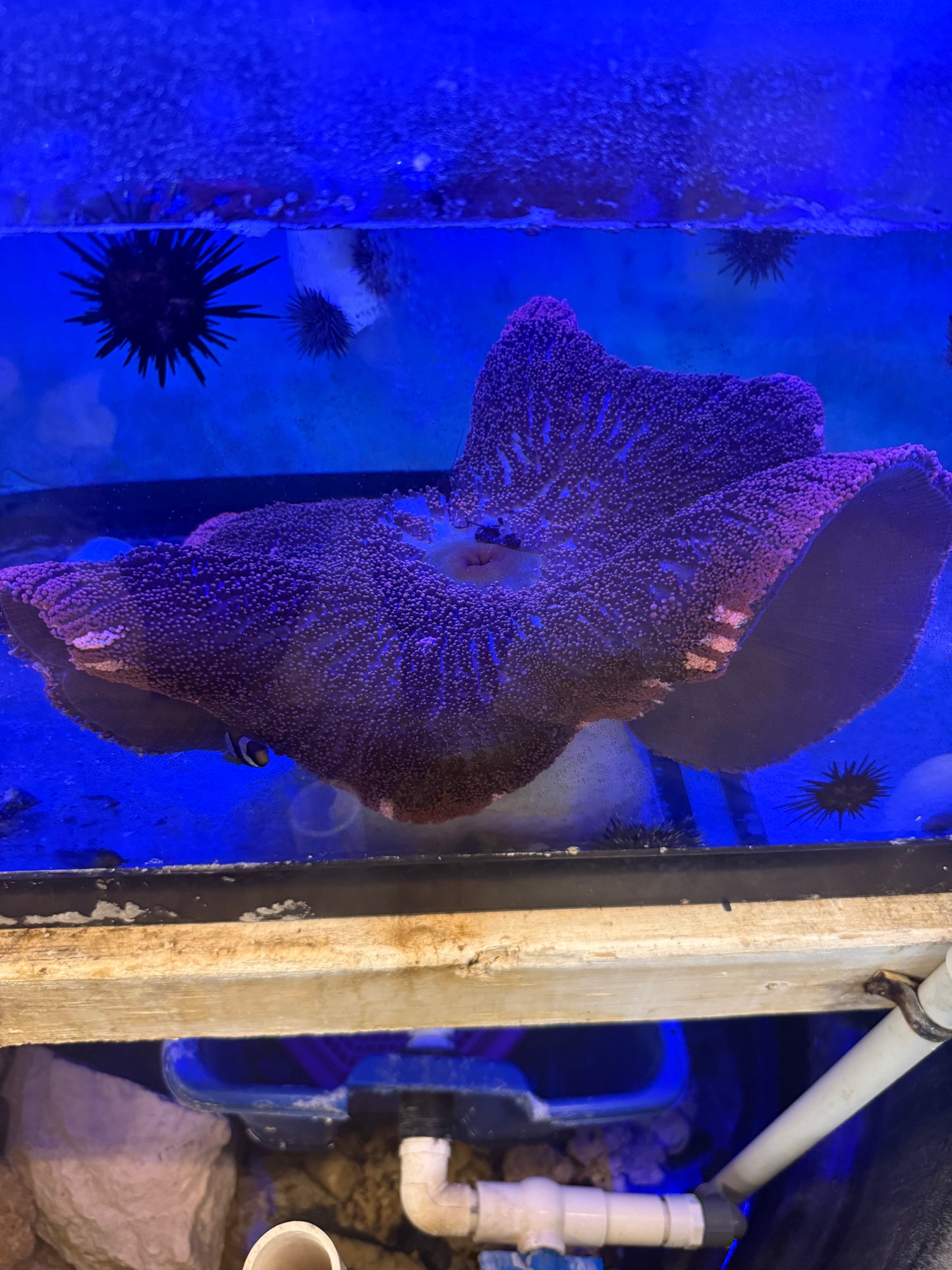 SHOW SIZE PLUS Carpet Anemone-Red Haddoni (18”) wysiwyg