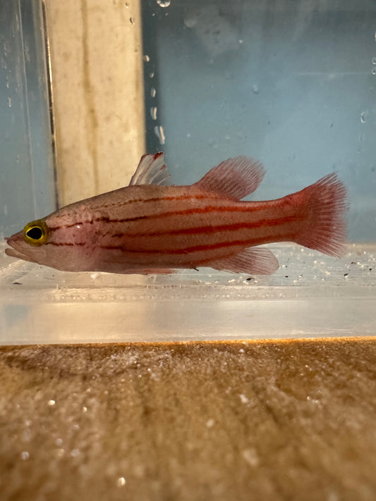 Collette's Reef Basslet | Liopropoma Collettei