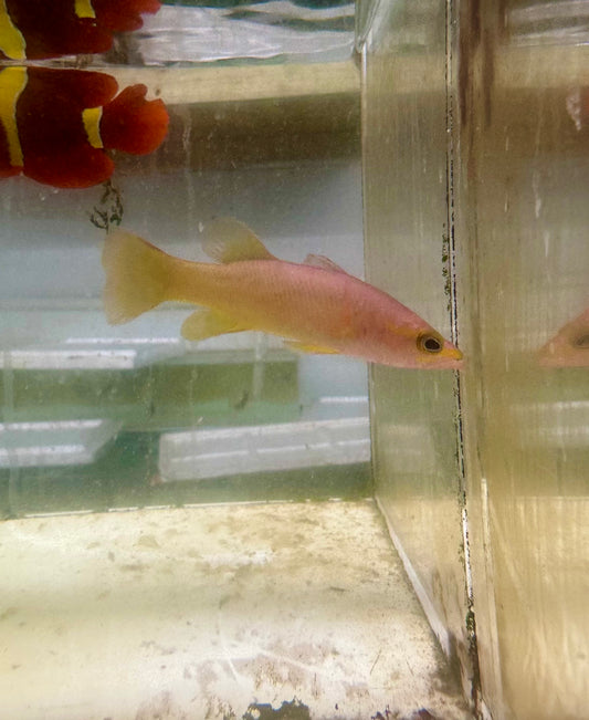 Yellowtail Reef Basslet | Liopropoma Mitratum