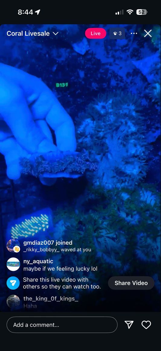Live Sale Elegance Coral B131