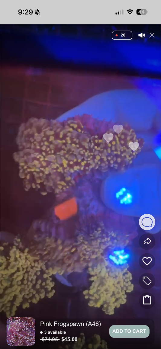 Live Sale Pink Frogspawn B66