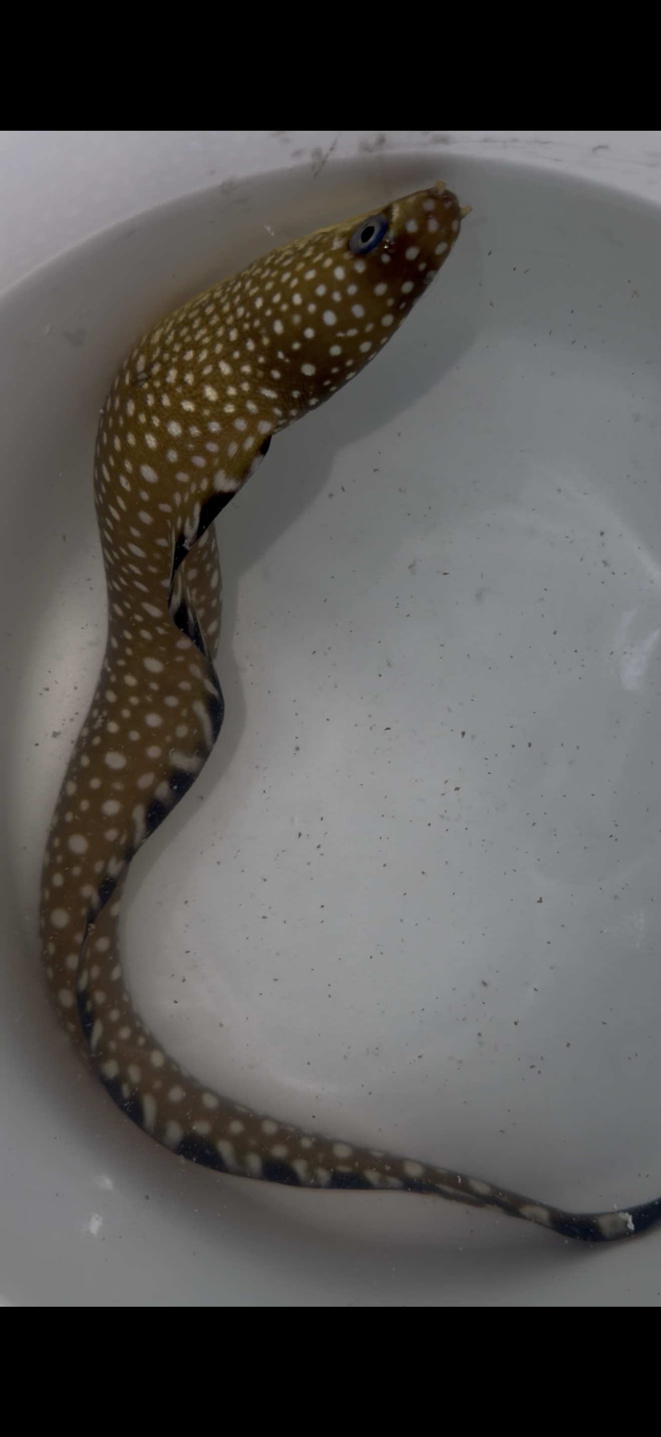 Black edge moray eel (Gymnothorax ocellatus) 15-18"