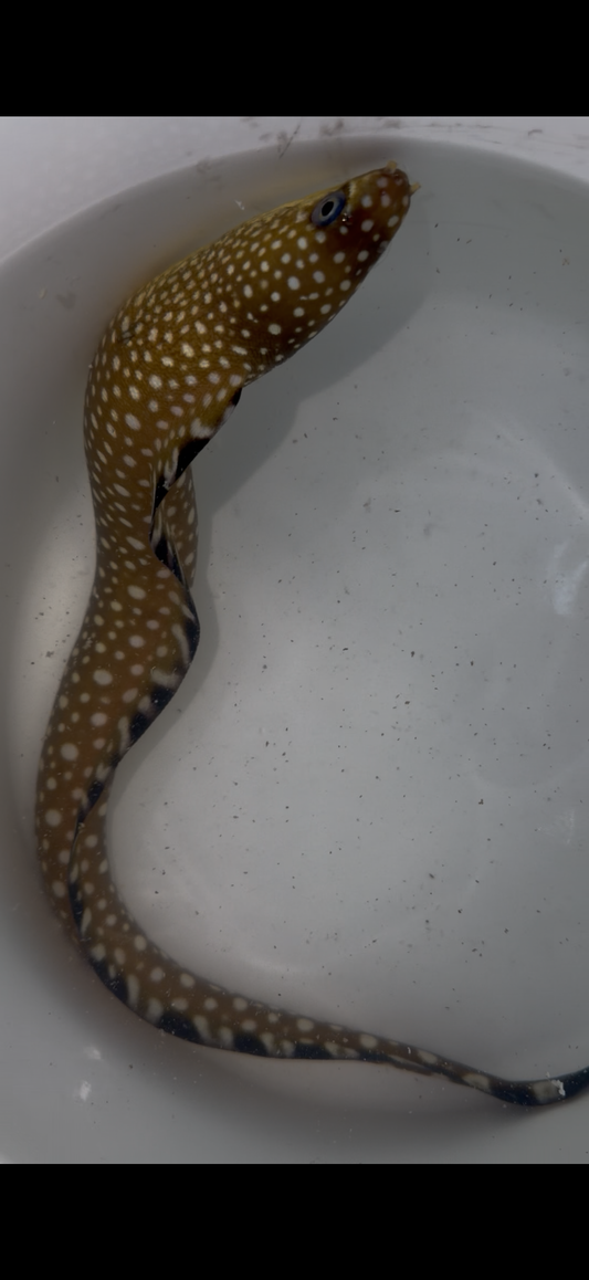 Blackedge moray eel (Gymnothorax saxicola) 15-18"