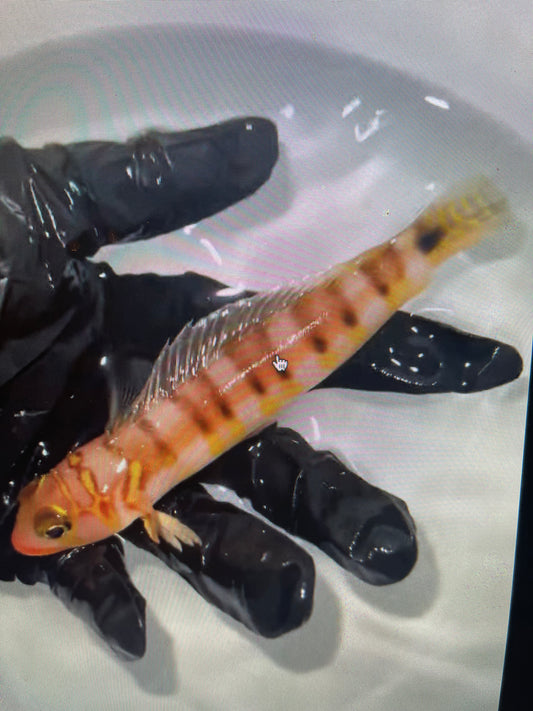 Gold-Bridled Sandsmelt | Parapercis multifasciata (5")