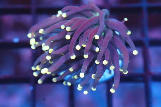 Peach Tip Torch (A163)