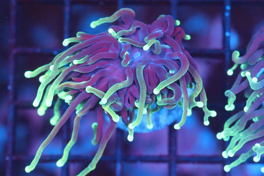 Green Tip Torch (A158)