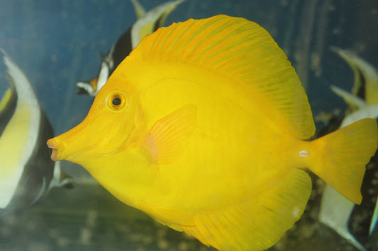Yellow Tang (Zebrasoma flavescens) 5" (Japan WIld Caught)