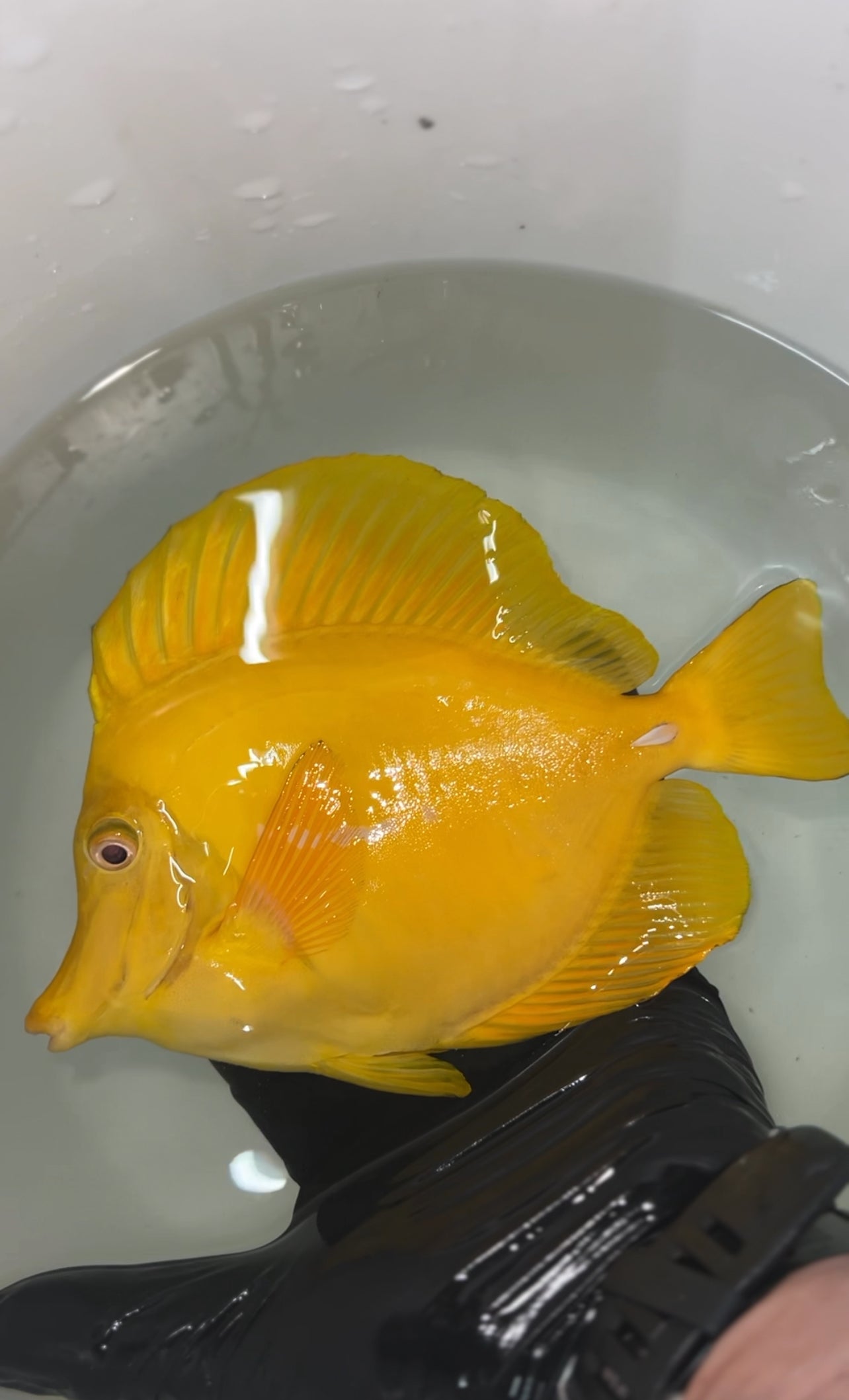 Yellow Tang (Zebrasoma flavescens) 7”(Japan)
