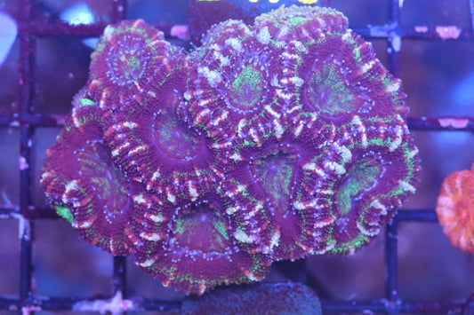 Micromussa Lord Mini Colony (D168)