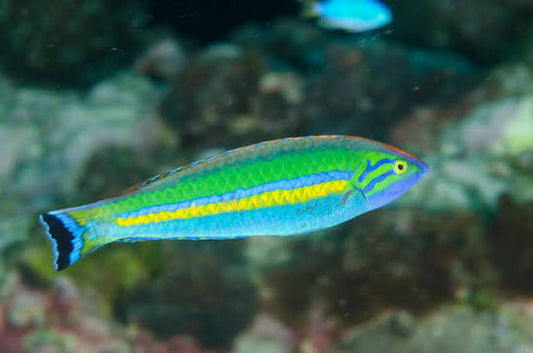 Blue(small tail) Pencil Wrasse (male)